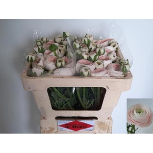 RANUNCULUS  'SUCCESS HANOI' 64GR