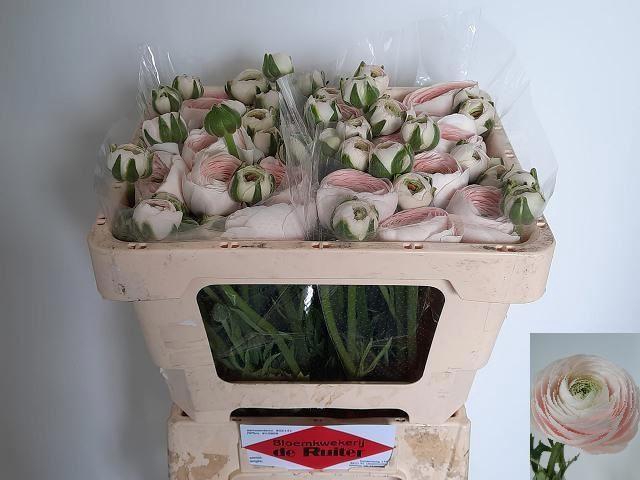 <h4>RANUNCULUS  'SUCCESS HANOI' 64GR</h4>