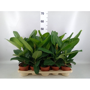 Ficus benghalensis 'Audrey'