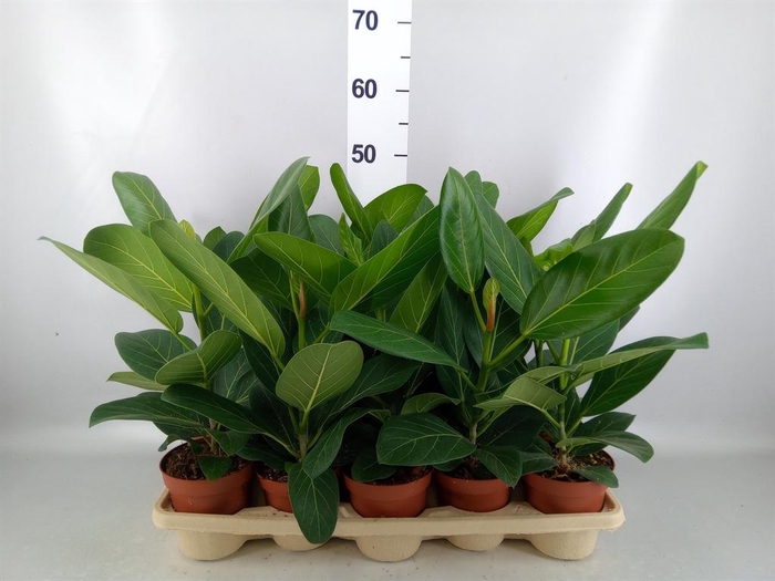 <h4>Ficus benghalensis 'Audrey'</h4>