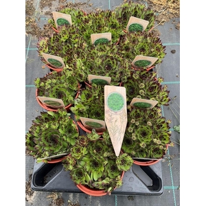 SEMPERVIVUM-HYBRID P12 Z. ETIKET