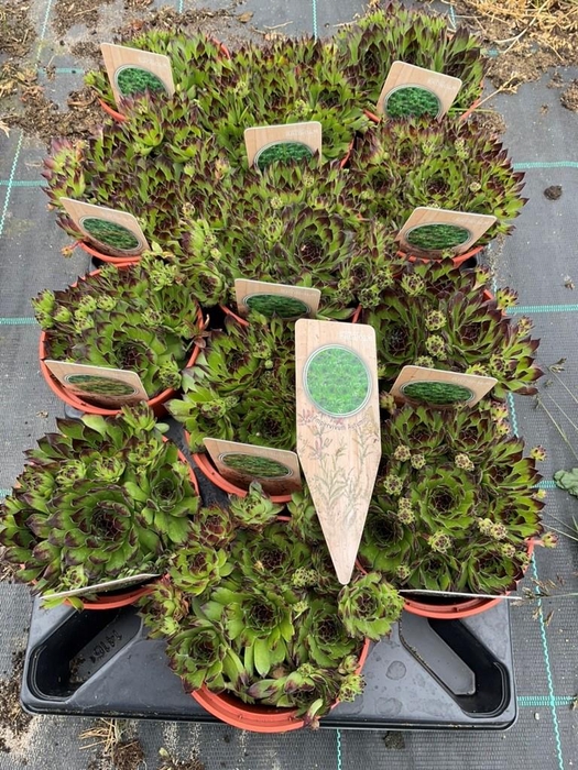 SEMPERVIVUM-HYBRID P12 Z. ETIKET