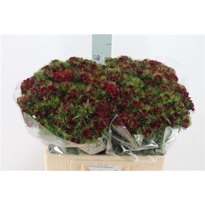 Di Barb Jolly Bre Super ( 2 X30)