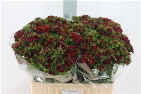 <h4>Di Barb Jolly Bre Super ( 2 X30)</h4>