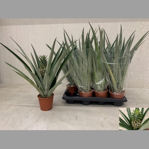 ANANAS CHAMPACA