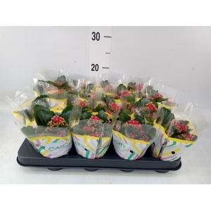 Kalanchoe blos. 'Calandiva Rubio'