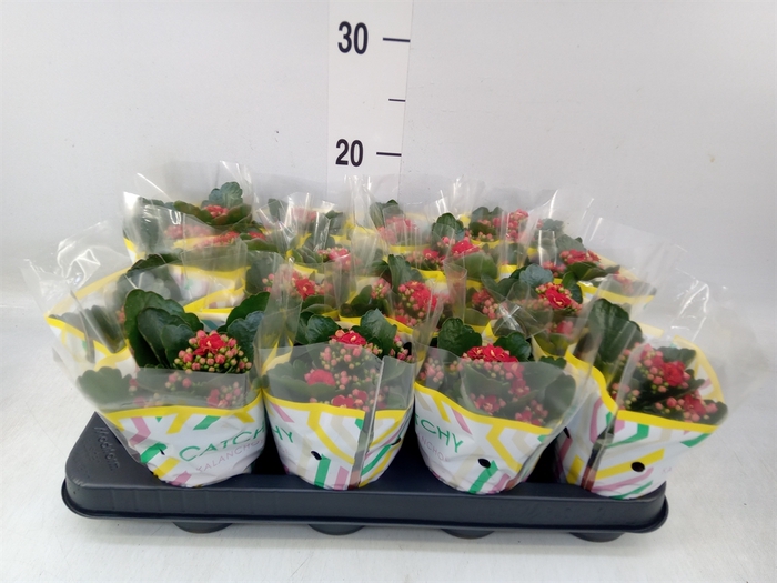 <h4>Kalanchoe blos. 'Calandiva Rubio'</h4>