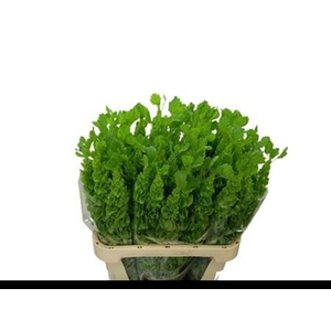 Moluccella Stuk