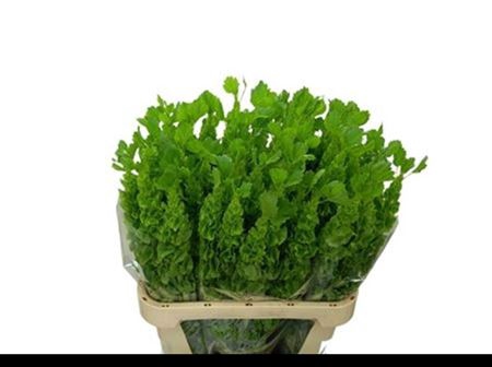 Moluccella Stuk