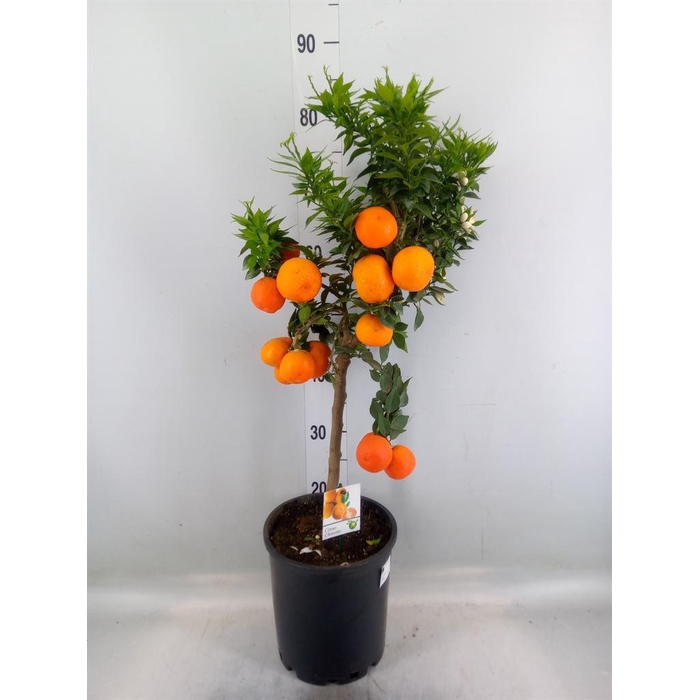 <h4>Citrus   ...</h4>