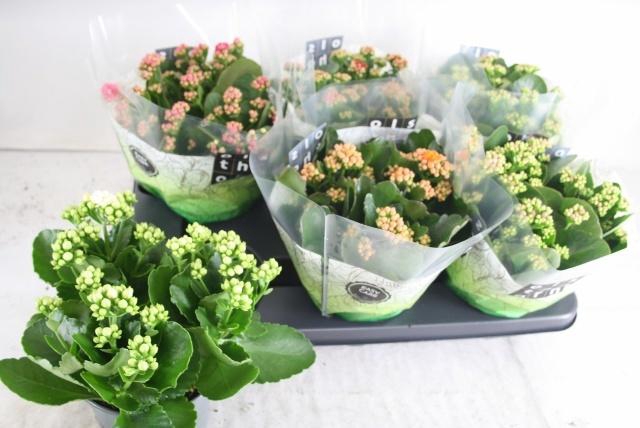 <h4>KAL GE GEM 5 KL</h4>