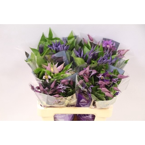Clematis mix in bucket