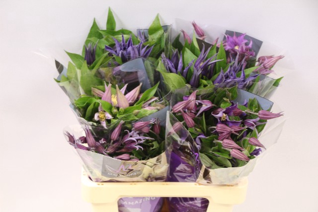 <h4>Clematis mix in bucket</h4>