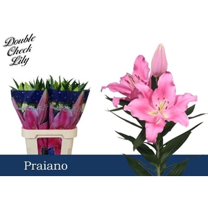 LI OR PRAIANO