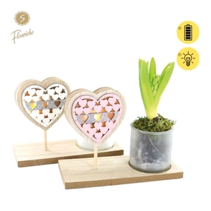 (9701) Hyacint Pink Valentijn 1PP