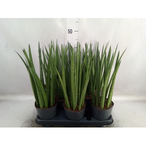 Sansevieria cyl.  ...