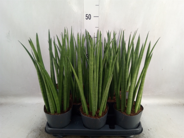 <h4>Sansevieria cyl.  ...</h4>