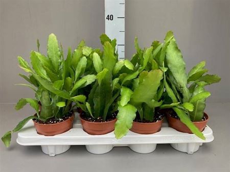 <h4>Epiphyllum Fruhlings Gold</h4>