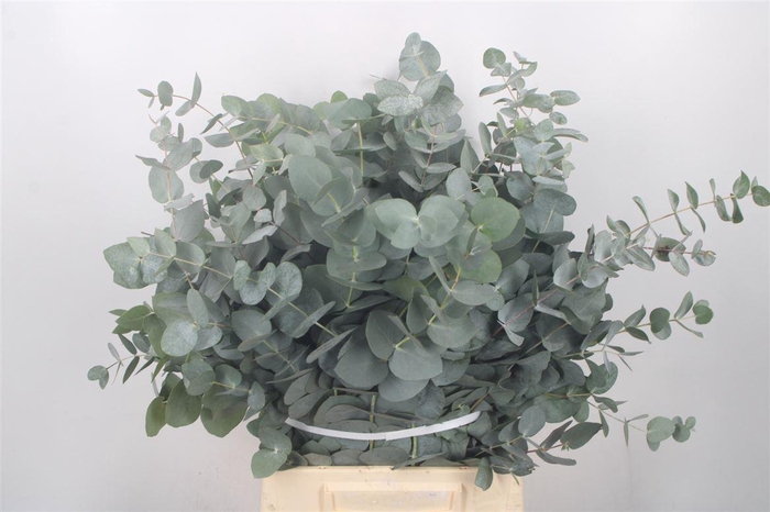 <h4>Euc Cinerea Short Per Stem 55cm</h4>