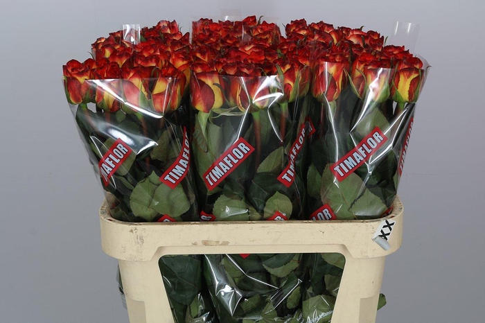 <h4>R Gr High & Magic</h4>