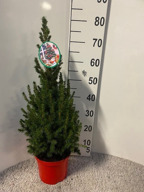 <h4>PICEA GL CONICA</h4>