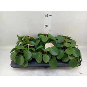 Pilea peperomioides