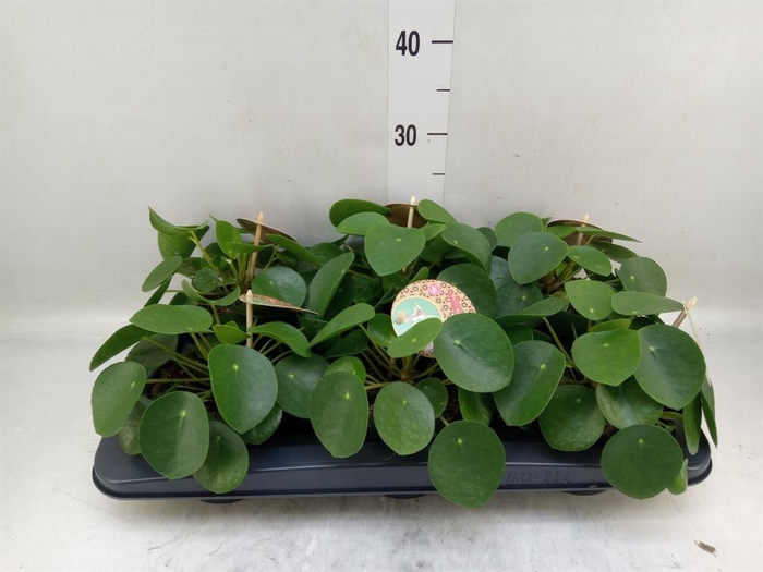 <h4>Pilea peperomioides</h4>