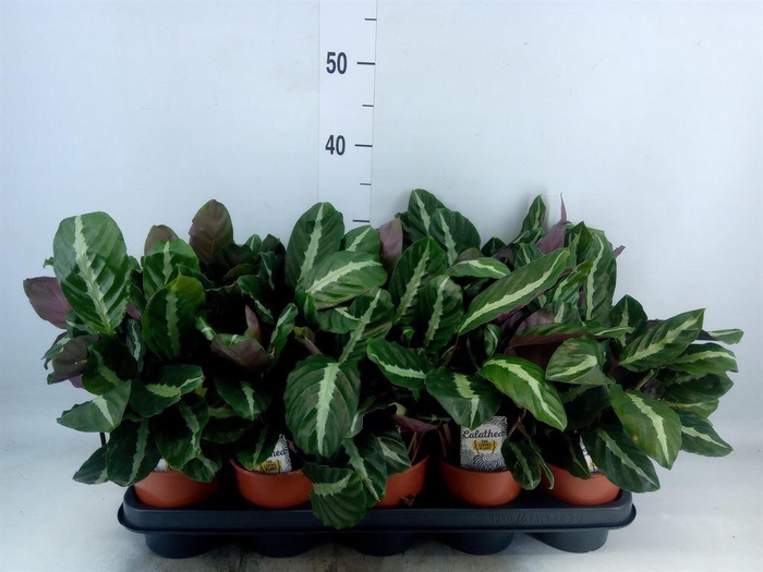 <h4>Calathea   ...</h4>