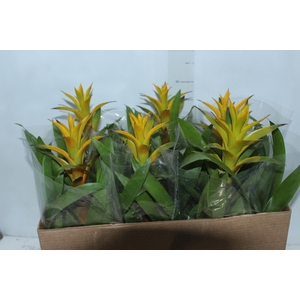 GUZMANIA AMARELA P14