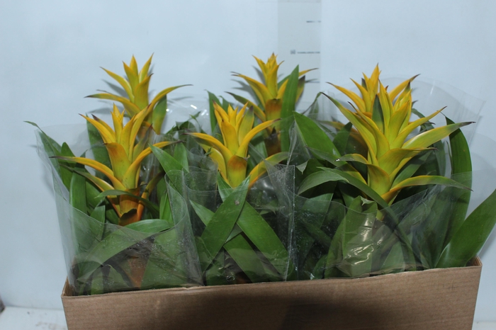 <h4>GUZMANIA AMARELA P14</h4>