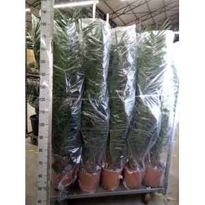 Phoenix canariensis