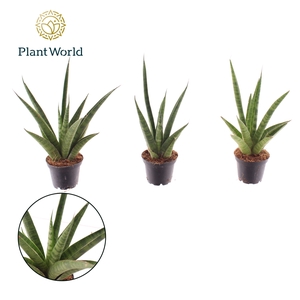 Sansevieria Pineapple 7 cm (Decorum)