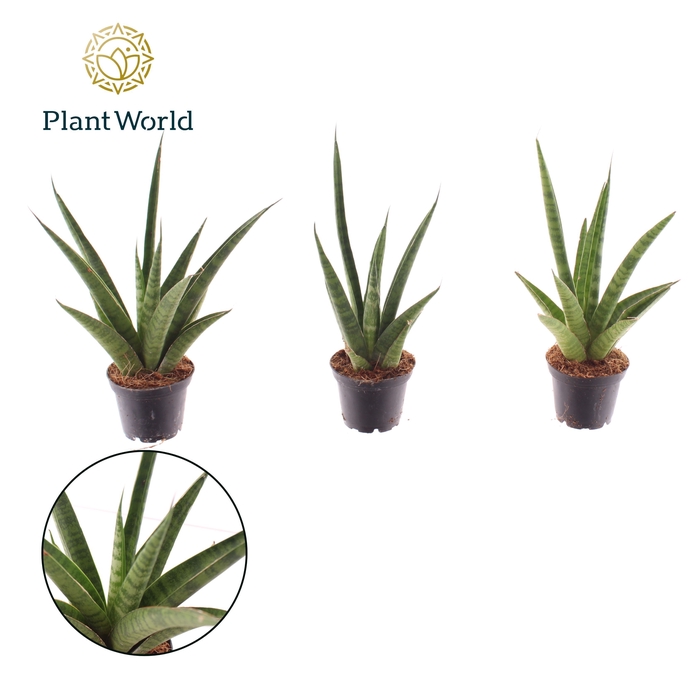 <h4>Sansevieria Pineapple 7 cm (Decorum)</h4>