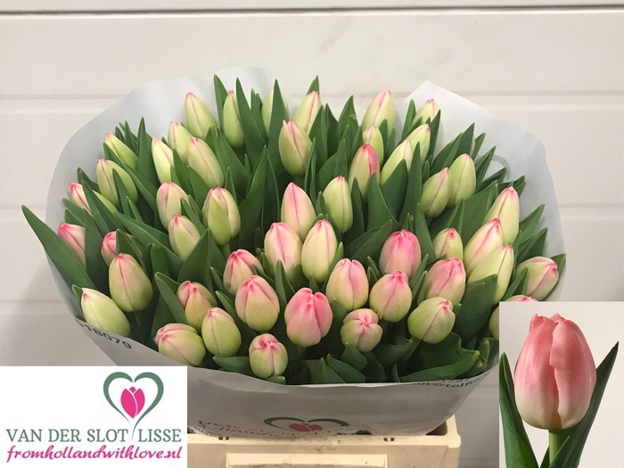 <h4>TU EN FELINE</h4>