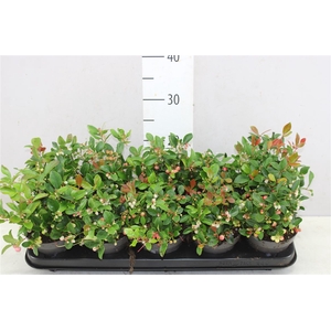 Gaultheria Pro Big Berry