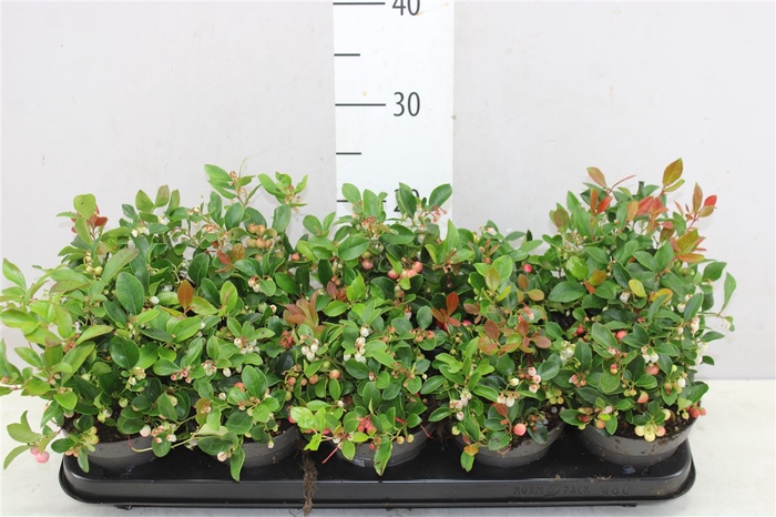 Gaultheria Pro Big Berry