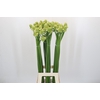 Ornithogalum Saundersiae