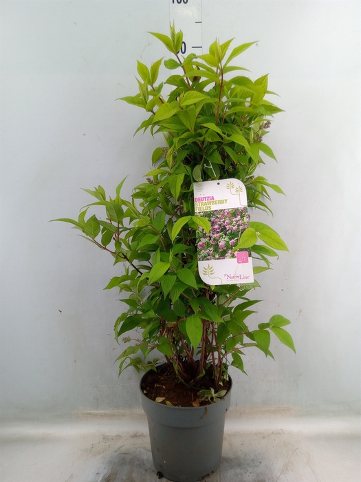 <h4>Deutzia hybrida 'Strawbery Field'</h4>