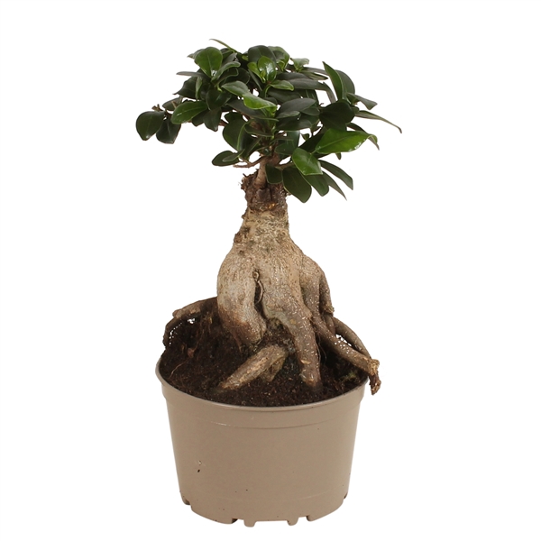 <h4>Ficus m. Ginseng pot ø18cm Carbon Free pot</h4>