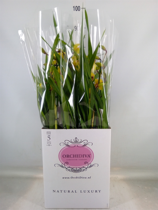 <h4>Cymbidium   ...</h4>