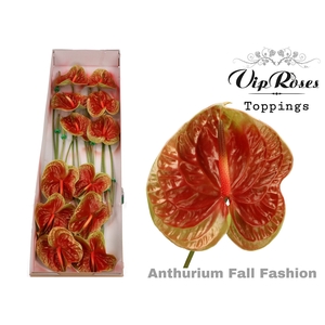 ANT A FALL FASHION