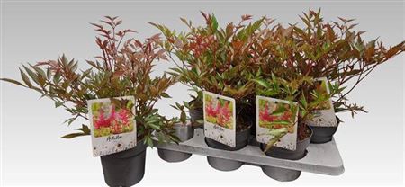 <h4>Astilbe A Erika</h4>