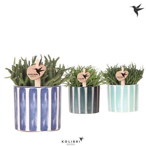 Kolibri Greens Rhipsalis mix in Painted Stripe pot blue mix