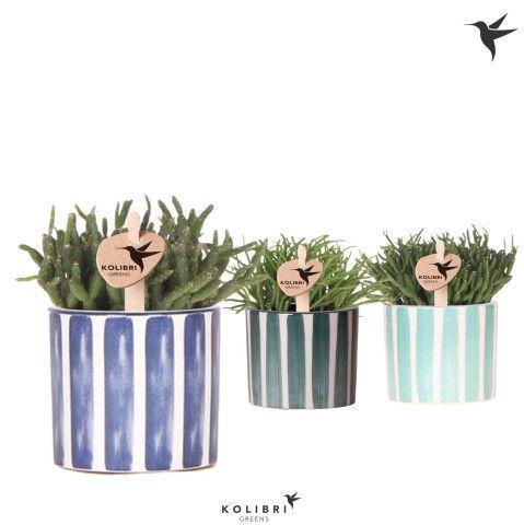 <h4>Kolibri Greens Rhipsalis mix in Painted Stripe pot blue mix</h4>