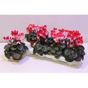 Cycl Md Indiaka Peach White