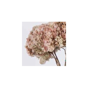 Hydrangea / Hortensia Nat.Cream / Pink HRT/2040