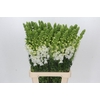 Antirrhinum Potomac White