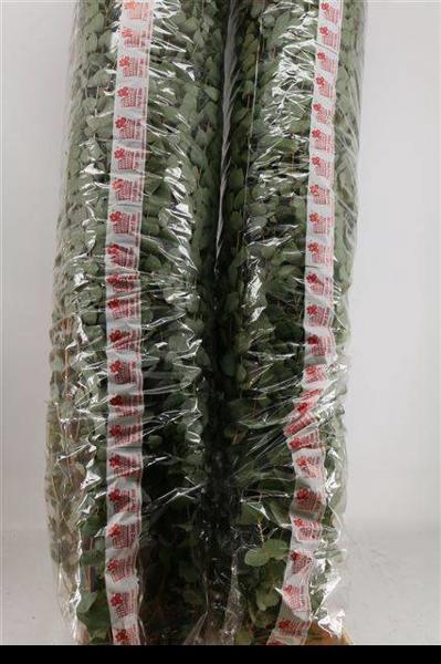 <h4>Euca Cinerea 200cm Xxl Stem</h4>