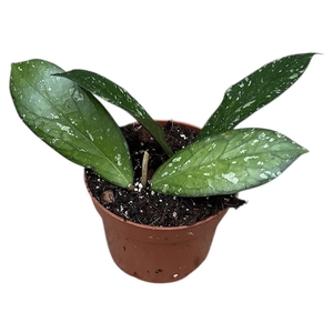 Hoya Sp Aceh Clone 8