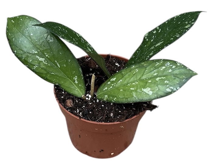 <h4>Hoya Sp Aceh Clone 8</h4>